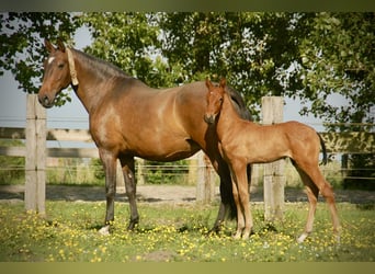 Lusitano, Stallion, Foal (04/2026), 16 hh, Brown