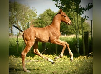 Lusitano, Stallion, Foal (04/2026), 16 hh, Brown