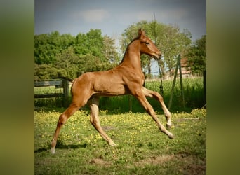 Lusitano, Stallion, Foal (04/2026), 16 hh, Brown