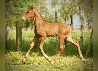 Lusitano, Stallion, Foal (04/2026), 16 hh, Brown