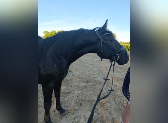 More ponies/small horses, Gelding, 4 years, 14.2 hh, Black