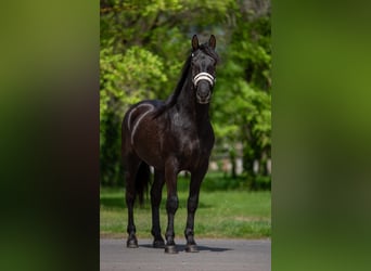More ponies/small horses, Gelding, 4 years, 14.2 hh, Black