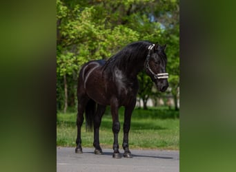 More ponies/small horses, Gelding, 4 years, 14.2 hh, Black