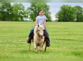 More ponies/small horses, Gelding, 5 years, 8.2 hh, Palomino