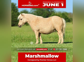 More ponies/small horses, Gelding, 5 years, 8.2 hh, Palomino