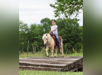 More ponies/small horses, Gelding, 5 years, 8.2 hh, Palomino