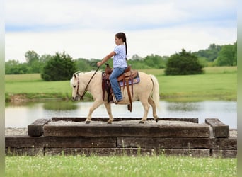 More ponies/small horses, Gelding, 5 years, 8.2 hh, Palomino