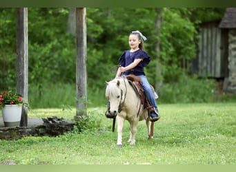 More ponies/small horses, Gelding, 5 years, 8.2 hh, Palomino