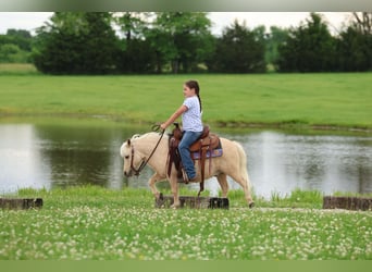 More ponies/small horses, Gelding, 5 years, 8.2 hh, Palomino