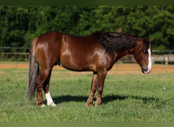 More ponies/small horses, Gelding, 5 years, Sorrel