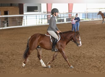 More ponies/small horses, Gelding, 5 years, Sorrel