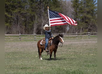 More ponies/small horses, Gelding, 6 years, 9.1 hh, Bay