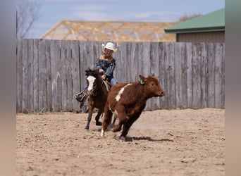 More ponies/small horses, Gelding, 6 years, 9.1 hh, Bay