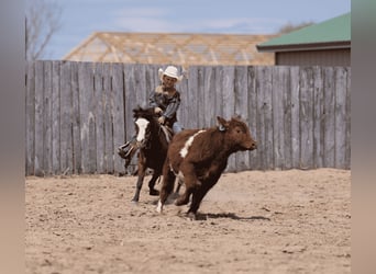 More ponies/small horses, Gelding, 6 years, 9.1 hh, Bay