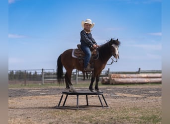 More ponies/small horses, Gelding, 6 years, 9.1 hh, Bay