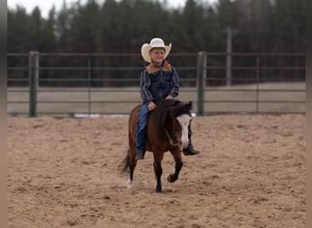 More ponies/small horses, Gelding, 6 years, 9.1 hh, Bay