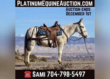 Mule, Gelding, 13 years, Tobiano-all-colors