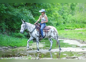 Mule, Gelding, 13 years