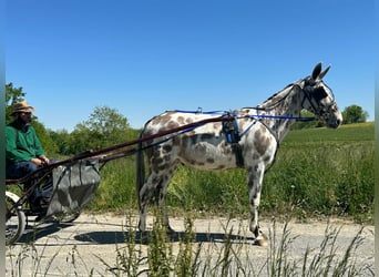 Mule, Gelding, 13 years