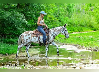 Mule, Gelding, 13 years