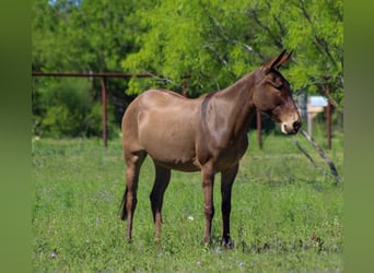 Mule, Mare, 8 years, 13 hh, Grullo