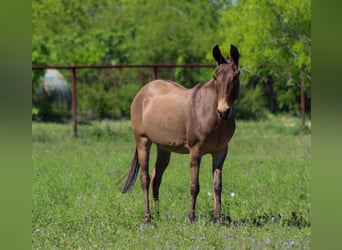 Mule, Mare, 8 years, 13 hh, Grullo