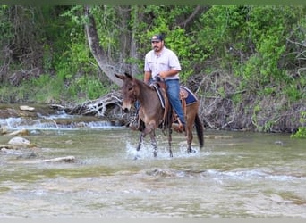 Mule, Mare, 8 years, 13 hh, Grullo
