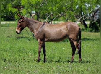 Mule, Mare, 8 years, 13 hh, Grullo
