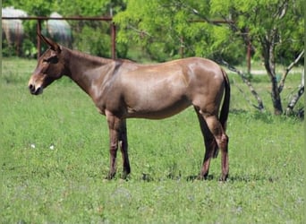 Mule, Mare, 8 years, 13 hh, Grullo