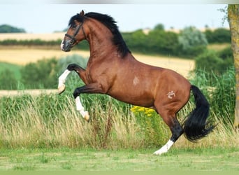 PRE, Stallion, 16 years, 16.3 hh, Bay