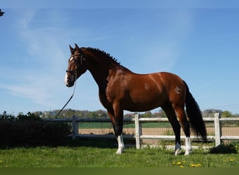 PRE, Stallion, 16 years, 16.3 hh, Bay