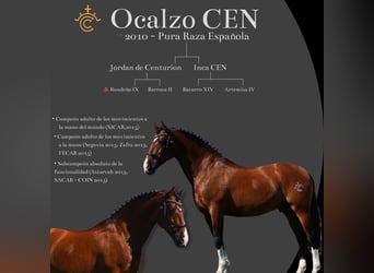 PRE, Stallion, 16 years, 16.3 hh, Bay