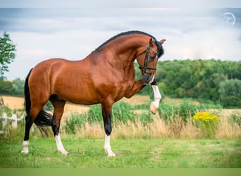 PRE, Stallion, 16 years, 16.3 hh, Bay