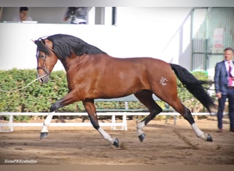 PRE, Stallion, 16 years, 16.3 hh, Bay