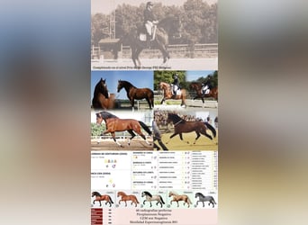 PRE, Stallion, 16 years, 16.3 hh, Bay