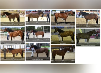PRE, Stallion, 16 years, 16.3 hh, Bay