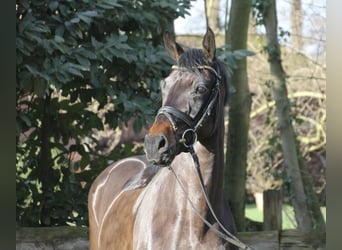 Oldenburg, Gelding, 5 years, 16.1 hh, Smoky-Black