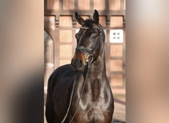 Oldenburg, Gelding, 5 years, 16.1 hh, Smoky-Black