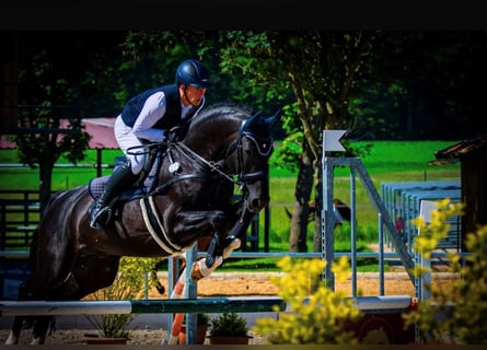 Oldenburg-International (OS), Stallion, 12 years, 16.2 hh, Black