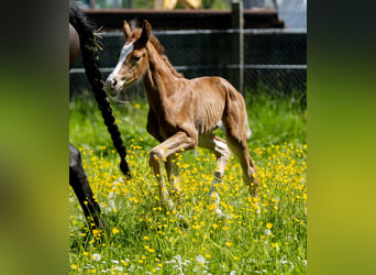 Oldenburg, Mare, Foal (05/2026), 16.2 hh, Chestnut-Red