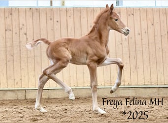 Oldenburg, Mare, Foal (05/2026), 16.2 hh, Chestnut-Red