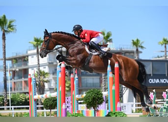 Oldenburg, Stallion, 12 years, 17.1 hh, Bay