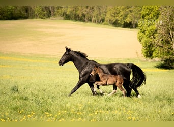 Oldenburg, Stallion, Foal (04/2026), 16.1 hh, Bay-Dark