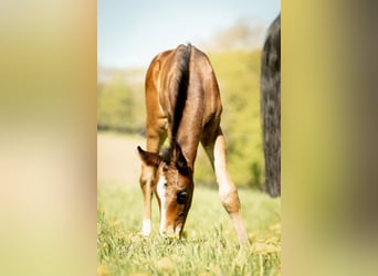 Oldenburg, Stallion, Foal (04/2026), 16.1 hh, Bay-Dark
