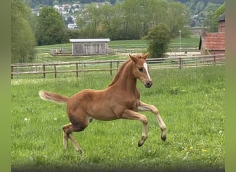 Oldenburg, Stallion, Foal (03/2026), 16.2 hh, Chestnut-Red