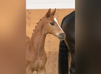 Oldenburg, Stallion, Foal (03/2026), 16.2 hh, Chestnut-Red