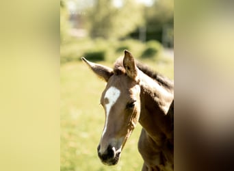 Oldenburg, Stallion, Foal (04/2026), 17 hh, Buckskin