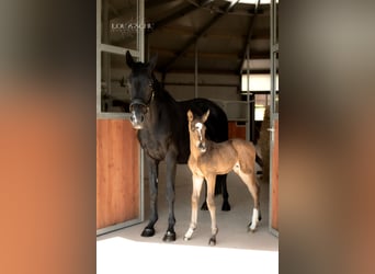 Oldenburg, Stallion, Foal (04/2026), 17 hh, Buckskin