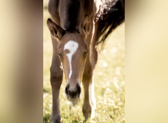 Oldenburg, Stallion, Foal (04/2026), 17 hh, Buckskin