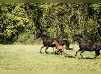 Oldenburg, Stallion, Foal (04/2026), 17 hh, Buckskin